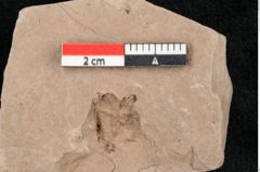 Foto (Detailansicht) von Taxodium distichum miocenicum Heer (NHMW-GEO-2024-0188-6408)